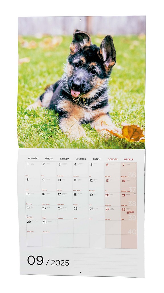 Nástěnný kalendář A3 měsíční - Štěnata