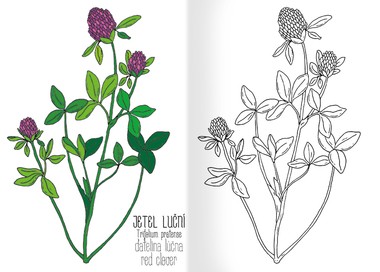 Omalovánky A5 - Herbář II.